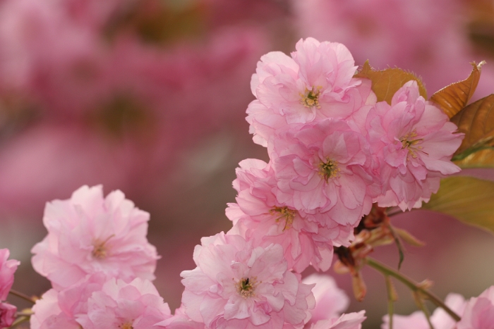 Macro fleurs La Tour - 026